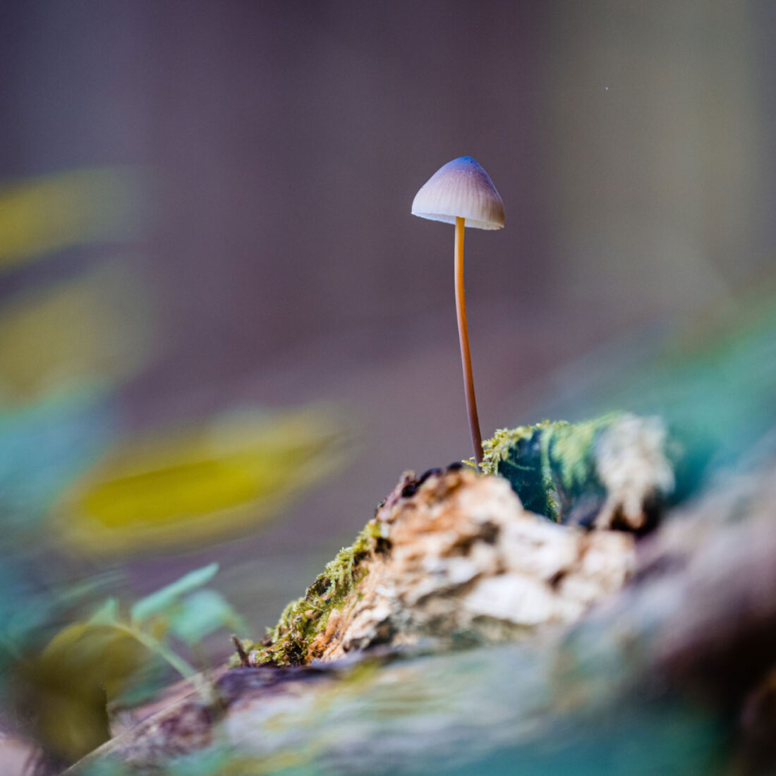 Psilocybin — Ananda Lodge